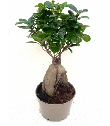 Ficus