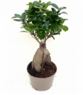 Ficus