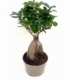 Ficus