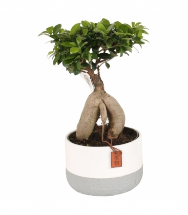 Ficus