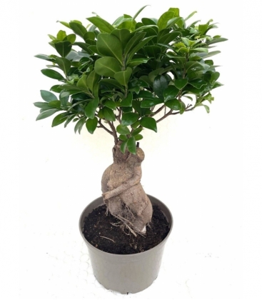 Ficus