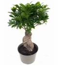 Ficus