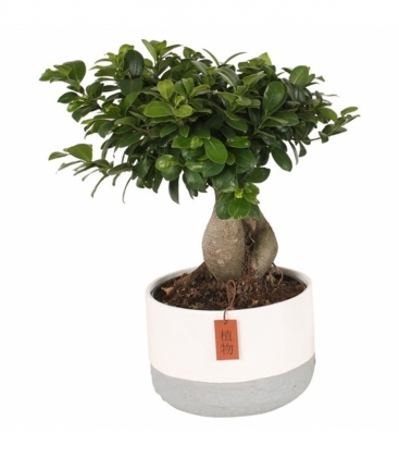 Ficus