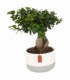 Ficus