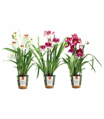 Miltonia