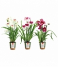 Miltonia