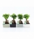 Ficus