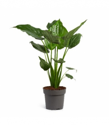 Alocasia