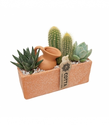 Cactus