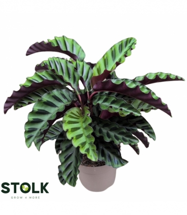 Calathea