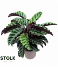 Calathea
