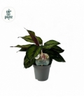 Calathea