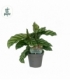 Calathea