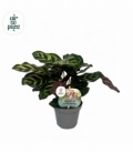 Calathea
