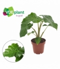 Alocasia