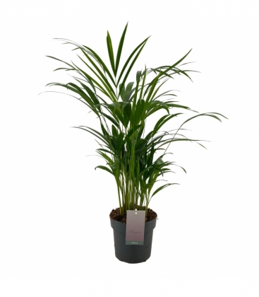 Dypsis