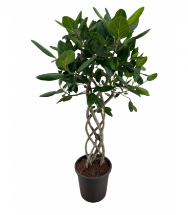 Ficus