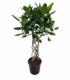 Ficus