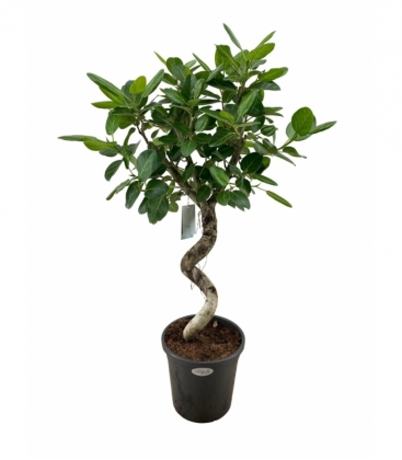 Ficus