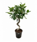 Ficus