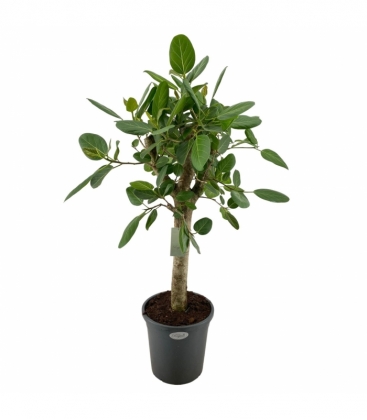 Ficus