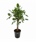 Ficus