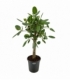 Ficus