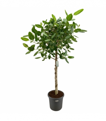 Ficus