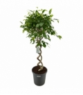 Ficus