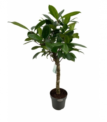 Ficus