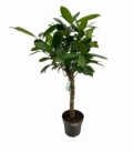 Ficus