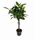Ficus