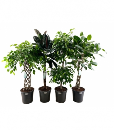 Ficus