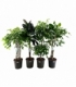 Ficus