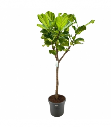 Ficus