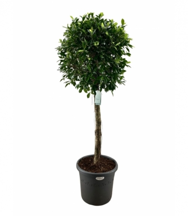 Ficus