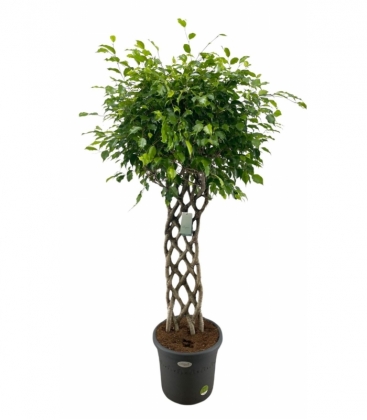 Ficus