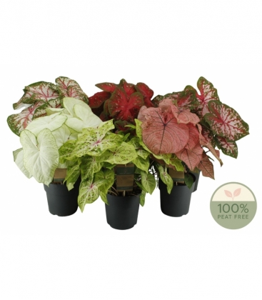 Caladium