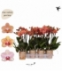 Phalaenopsis