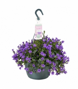 Campanula