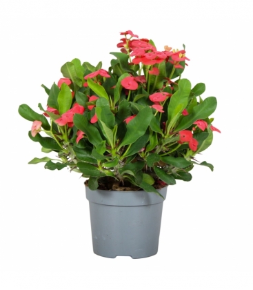 Euphorbia