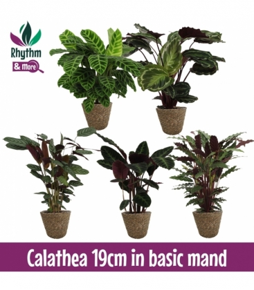 Calathea