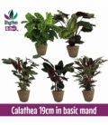 Calathea