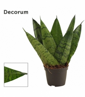 Sansevieria
