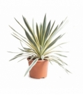 Yucca