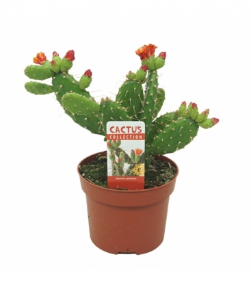 Opuntia