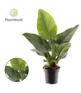 Philodendron