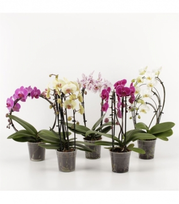 Phalaenopsis