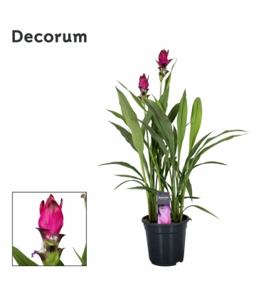Curcuma