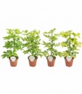 Schefflera